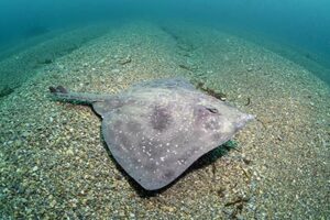 Melbourne Skate, Spiniraja whitleyi.