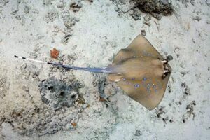 Moluccan Bluespotted Maskray, Neotrygon moluccensis.