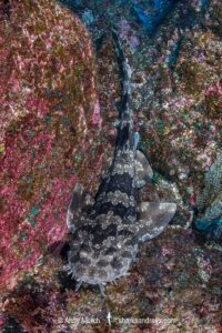Japanese Wobbegong, Orectolobus japonicus.