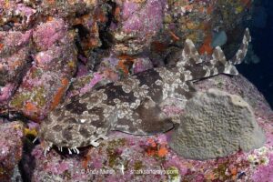 Japanese Wobbegong, Orectolobus japonicus.