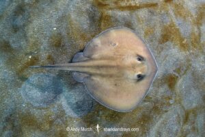 Sepia Stingaree, Urolophus aurantiacus.