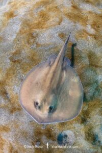 Sepia Stingaree, Urolophus aurantiacus.
