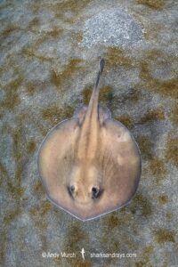 Sepia Stingaree, Urolophus aurantiacus.