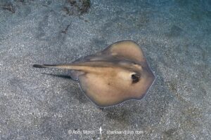 Sepia Stingaree, Urolophus aurantiacus.