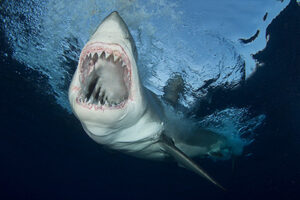 Great White Shark Cage Diving Trip.