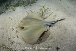 Common Stingray, Dasyatis pastinaca. Cabo de Palos, Spain, Mediterranean Sea.