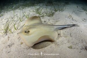Common Stingray, Dasyatis pastinaca. Cabo de Palos, Spain, Mediterranean Sea.