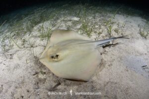 Common Stingray, Dasyatis pastinaca. Cabo de Palos, Spain, Mediterranean Sea.