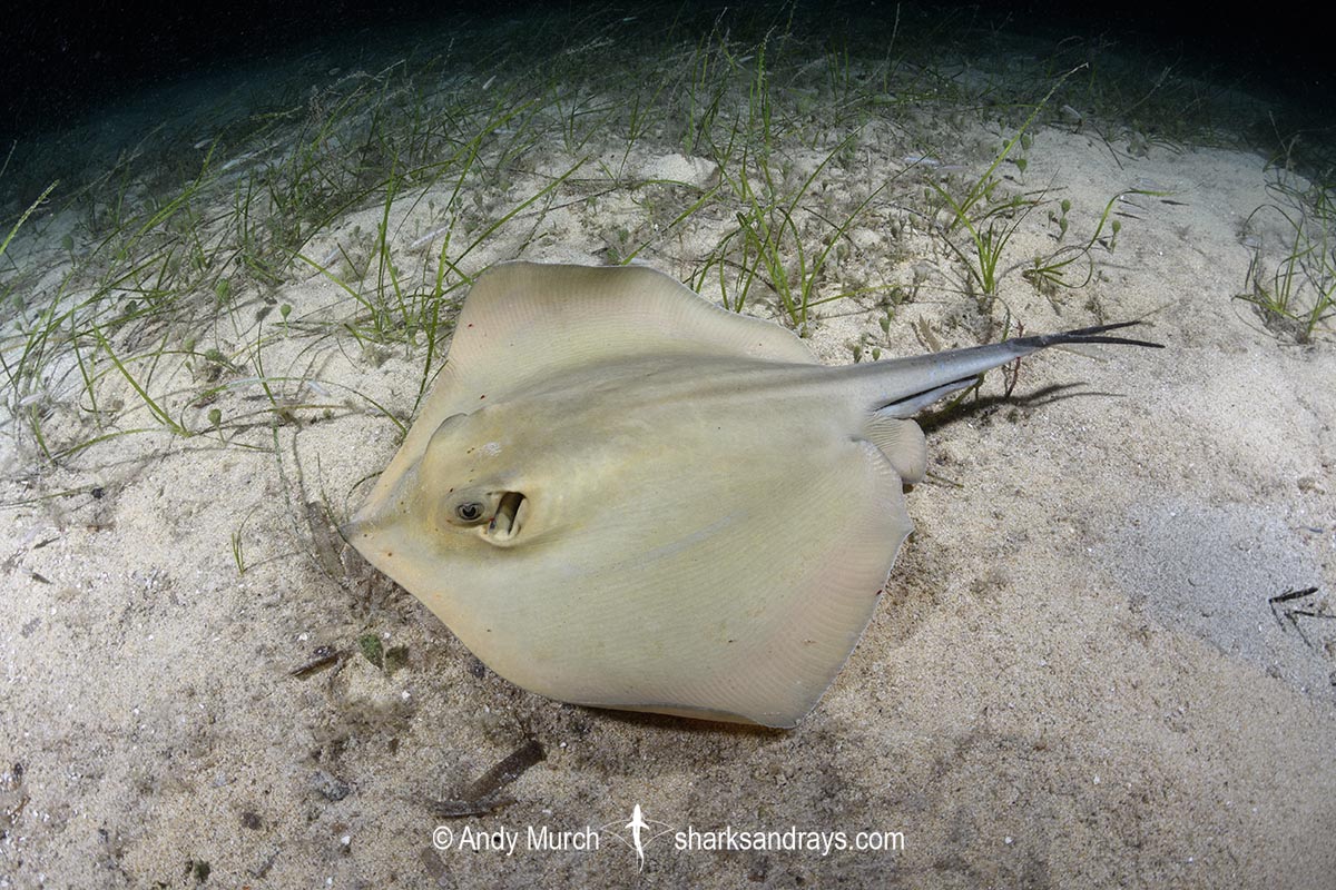 Common Stingray Dasyatis Pastinaca
