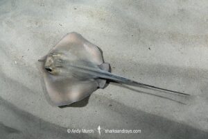 Common Stingray, Dasyatis pastinaca. Playa Granadella, Spain, Mediterranean Sea.