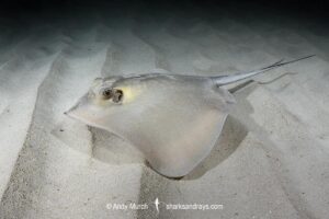 Common Stingray, Dasyatis pastinaca. Playa Granadella, Spain, Mediterranean Sea.