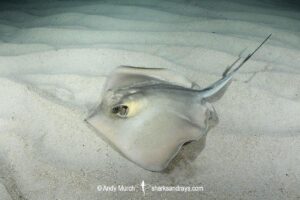 Common Stingray, Dasyatis pastinaca. Playa Granadella, Spain, Mediterranean Sea.