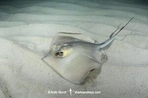 Common Stingray, Dasyatis pastinaca.