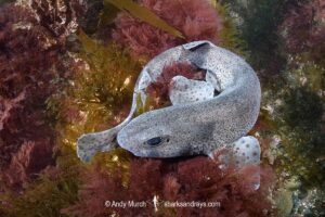 Smallspotted Catshark, Scyliorhinus canicula. Aka lesser-spotted dogfish. Llyn Peninsula, Wales, North Atlantic Ocean.