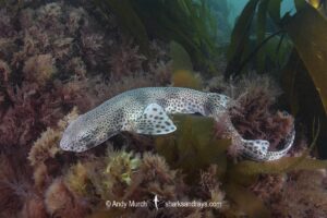 Smallspotted Catshark, Scyliorhinus canicula. Aka lesser-spotted dogfish. Llyn Peninsula, Wales, North Atlantic Ocean.