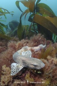 Smallspotted Catshark, Scyliorhinus canicula. Aka lesser-spotted dogfish. Llyn Peninsula, Wales, North Atlantic Ocean.