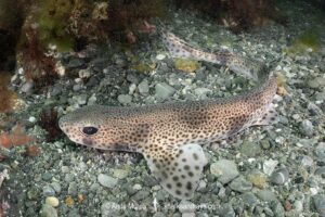 Smallspotted Catshark, Scyliorhinus canicula. Aka lesser-spotted dogfish. Llyn Peninsula, Wales, North Atlantic Ocean.