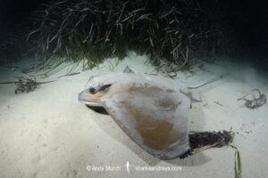 Common Eagle Ray, Myliobatis aquila, Foraging at night at Playa Granadella, Spain, Mediterranean Sea.