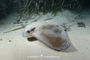 Common Eagle Ray, Myliobatis aquila, Foraging at night at Playa Granadella, Spain, Mediterranean Sea.