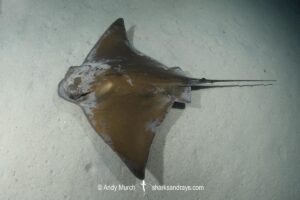 Common Eagle Ray, Myliobatis aquila, Foraging at night at Playa Granadella, Spain, Mediterranean Sea.