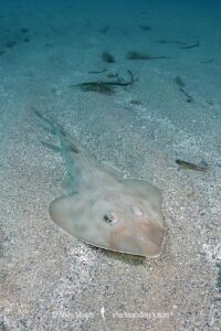 Common Guitarfish, Rhinobatos rhinobatos. Cabo de Palos, Spain, Mediterranean Sea.