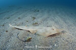 Common Guitarfish, Rhinobatos rhinobatos. Cabo de Palos, Spain, Mediterranean Sea.