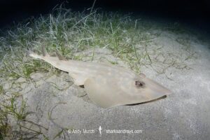 Common Guitarfish, Rhinobatos rhinobatos. Cabo de Palos, Spain, Mediterranean Sea.