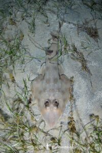 Common Guitarfish, Rhinobatos rhinobatos. Cabo de Palos, Spain, Mediterranean Sea.