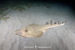 Common Guitarfish, Rhinobatos rhinobatos. Cabo de Palos, Spain, Mediterranean Sea.