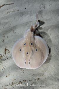 Common Torpedo Ray, Torpedo torpedo. Aka ocellate torpedo or eyed electric ray. Playa Granadella, Spain, Mediterranean Sea.