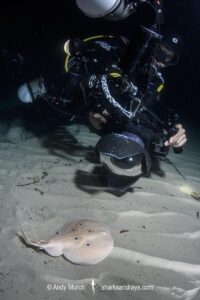 Common Torpedo Ray, Torpedo torpedo. Aka ocellate torpedo or eyed electric ray. Playa Granadella, Spain, Mediterranean Sea.