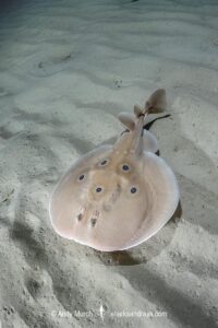 Common Torpedo Ray, Torpedo torpedo. Aka ocellate torpedo or eyed electric ray. Playa Granadella, Spain, Mediterranean Sea.