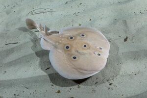 Comon Torpedo Ray - Torpedo torpedo.