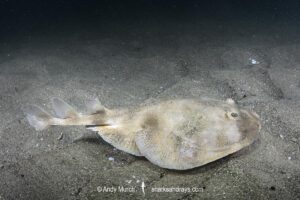 Brazilian Electric Ray, Narcine brasiliensis. Aka Lesser Numbfish. Buzios, Brazil, southwest Atlantic Ocean.