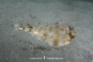 Brazilian Electric Ray, Narcine brasiliensis. Aka Lesser Numbfish. Buzios, Brazil, southwest Atlantic Ocean.