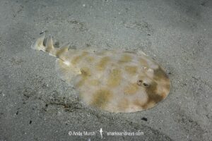 Brazilian Electric Ray, Narcine brasiliensis. Aka Lesser Numbfish. Buzios, Brazil, southwest Atlantic Ocean.