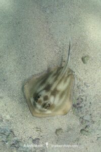 Brazilian Large-eyed Stingray, Hypanus marianae. Natal, Brazil, western Atlantic Ocean.