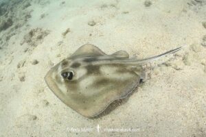 Brazilian Large-eyed Stingray, Hypanus marianae. Natal, Brazil, western Atlantic Ocean.