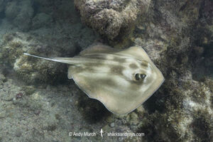 Brazilian Large-eyed Stingray (Hypanus marianae).