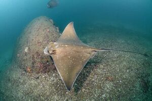 Bullnose Eagle Ray, Myliobatis freminvillei.