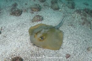 Groovebelly Stingray, Dasyatis hypostigma. Aka butter stingray. Buzios, Brazil, southwest Atlantic Ocean.