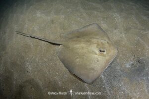 Groovebelly Stingray, Dasyatis hypostigma. Aka butter stingray. Buzios, Brazil, southwest Atlantic Ocean.