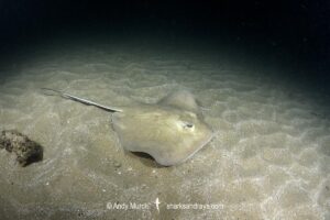 Groovebelly Stingray, Dasyatis hypostigma. Aka butter stingray. Buzios, Brazil, southwest Atlantic Ocean.