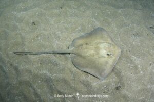 Groovebelly Stingray, Dasyatis hypostigma. Aka butter stingray. Buzios, Brazil, southwest Atlantic Ocean.