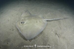 Groovebelly Stingray, Dasyatis hypostigma. Aka butter stingray. Buzios, Brazil, southwest Atlantic Ocean.
