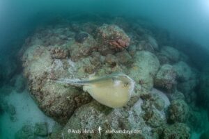 Groovebelly Stingray, Dasyatis hypostigma. Aka butter stingray. Buzios, Brazil, southwest Atlantic Ocean.