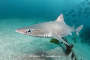 Japanese spurdog, Squalus japonicus, Chiba prefecture, Honshu, Japan, Northwest Pacific Ocean