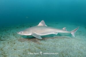Japanese spurdog, Squalus japonicus, Chiba prefecture, Honshu, Japan, Northwest Pacific Ocean