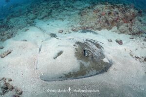 Lutz's Stingray, Hypanus berthalutzae. Natal, Brazil, Southwest Atlantic Ocean.