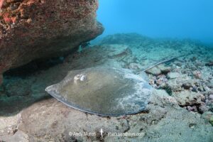 Lutz's Stingray, Hypanus berthalutzae. Natal, Brazil, Southwest Atlantic Ocean.